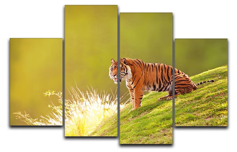 Beautiful Sumatran Tiger 4 Split Panel Canvas - Canvas Art Rocks - 1