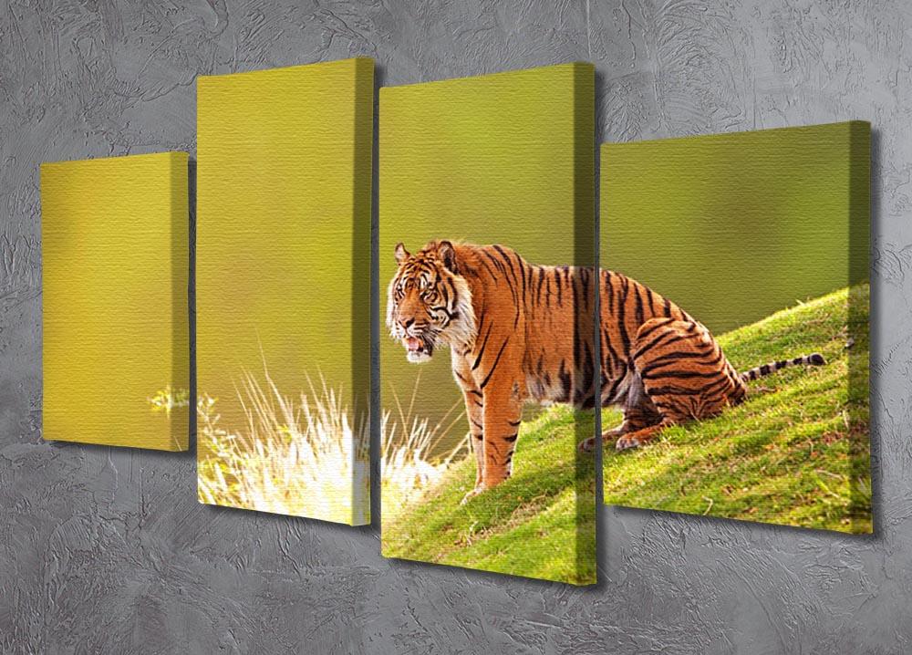 Beautiful Sumatran Tiger 4 Split Panel Canvas - Canvas Art Rocks - 2