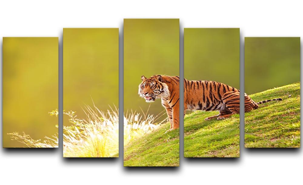 Beautiful Sumatran Tiger 5 Split Panel Canvas - Canvas Art Rocks - 1