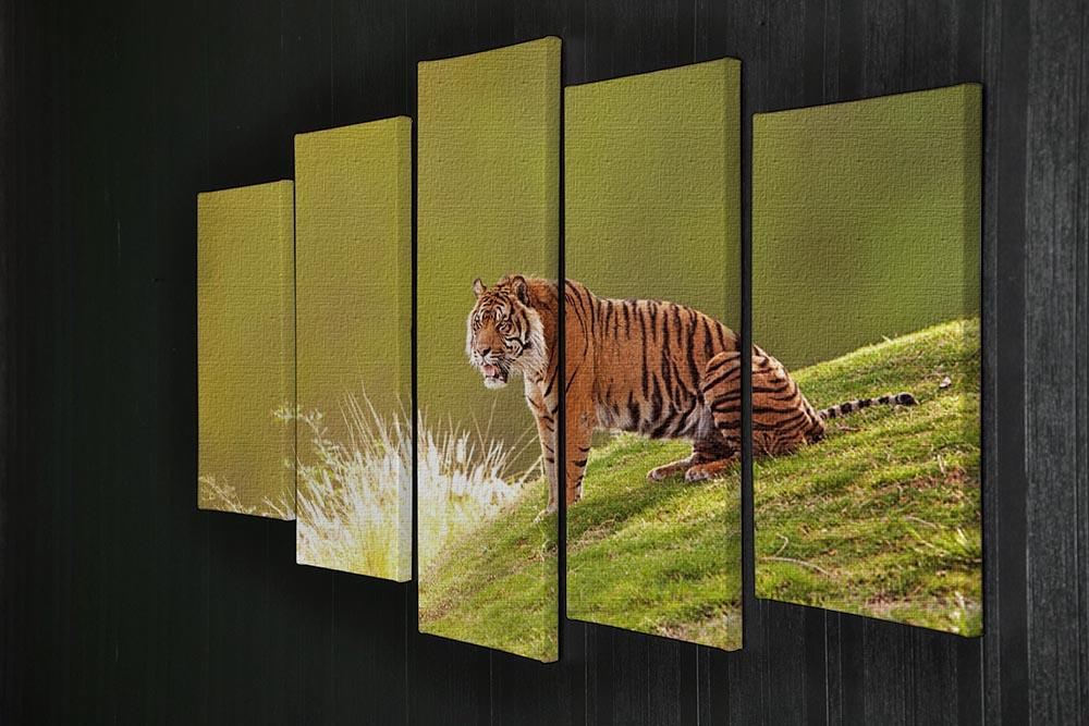 Beautiful Sumatran Tiger 5 Split Panel Canvas - Canvas Art Rocks - 2
