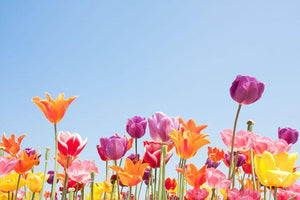 Beautiful coloured flowers Wall Mural Wallpaper - Canvas Art Rocks - 1