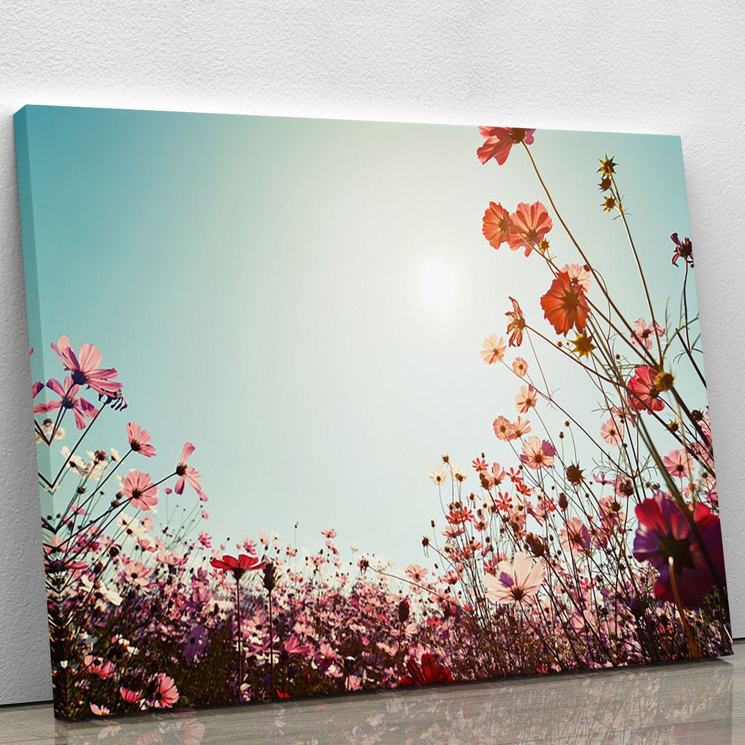 Beautiful cosmos flower field Canvas Print or Poster