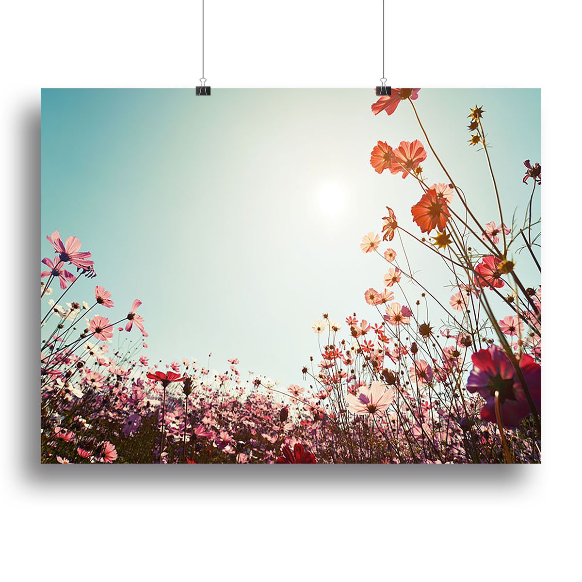 Beautiful cosmos flower field Canvas Print or Poster