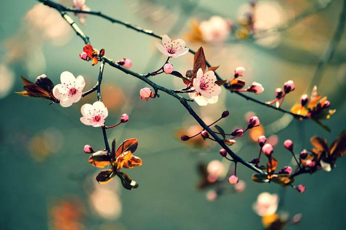 Beautiful flowering Japanese cherry Wall Mural Wallpaper