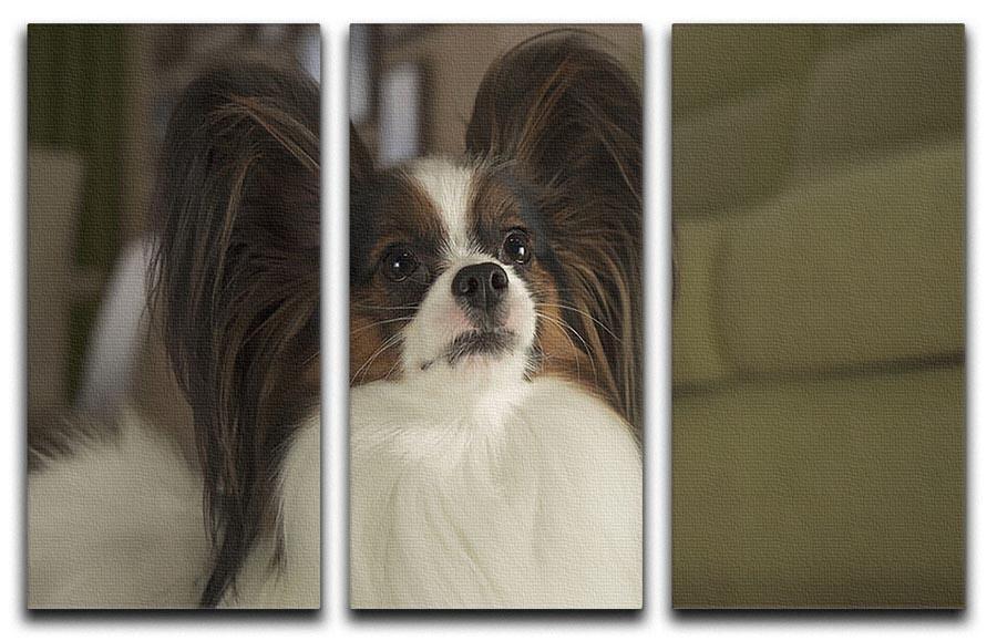 Beautiful male dog Papillon 3 Split Panel Canvas Print - Canvas Art Rocks - 1