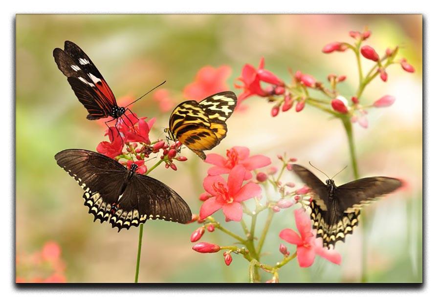 Beautiful tropical butterflies on a red flowers Canvas Print or Poster - Canvas Art Rocks - 1