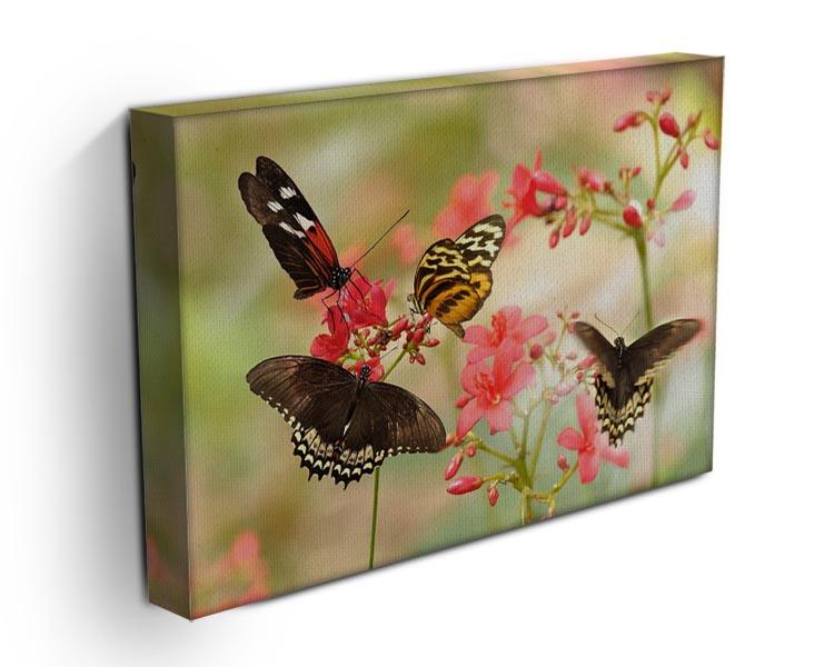 Beautiful tropical butterflies on a red flowers Canvas Print or Poster - Canvas Art Rocks - 3