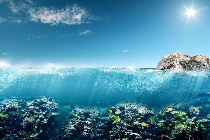 Beautiful underwater australia Wall Mural Wallpaper