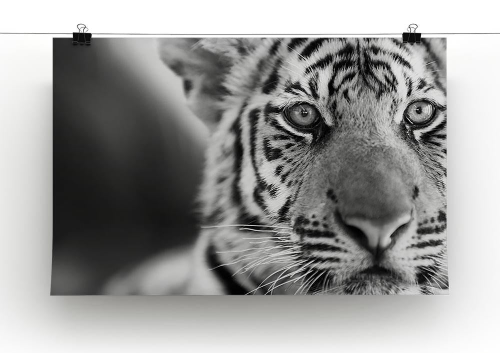 Beautiful young tiger Canvas Print or Poster - Canvas Art Rocks - 2