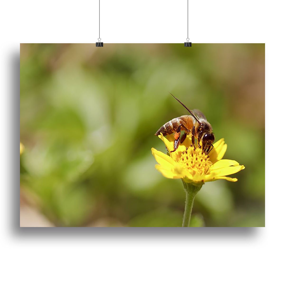 Bee and small sunflower Canvas Print or Poster