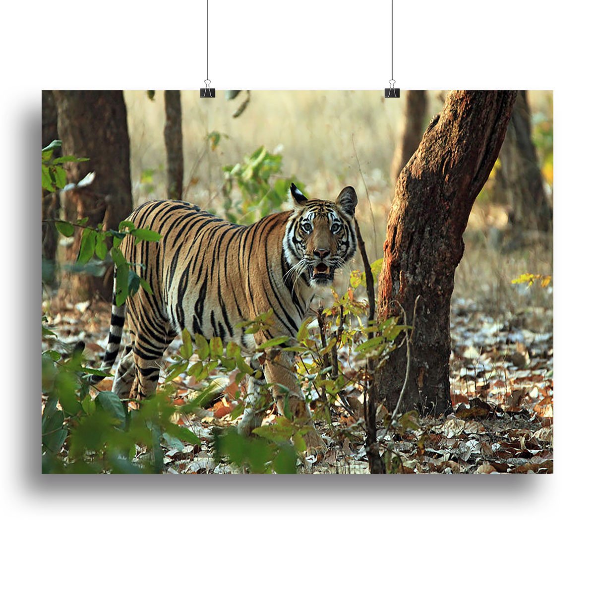 Bengal Tiger Canvas Print or Poster