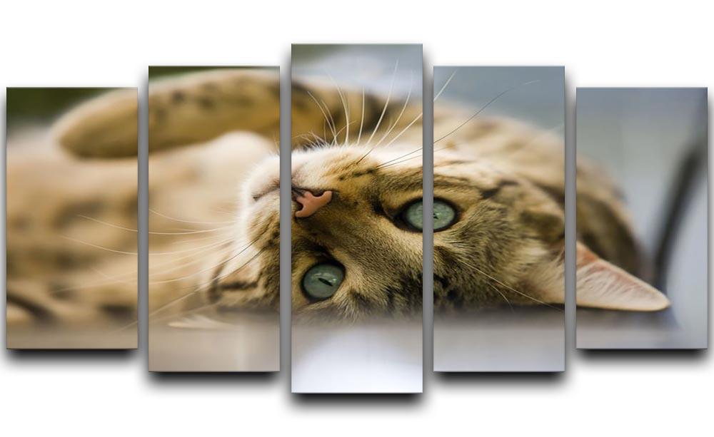 Bengal cat 5 Split Panel Canvas - Canvas Art Rocks - 1