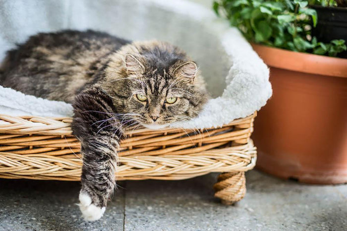 Big fluffy cat lying in wicker chaise sofa couch on balcony or garden terrace with flowers pot Wall Mural Wallpaper