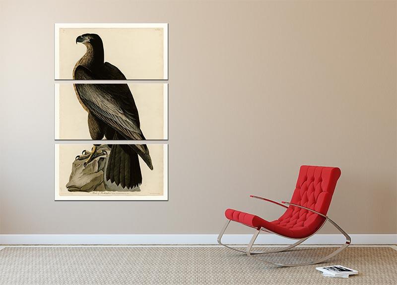 Bird of Washington by Audubon 3 Split Panel Canvas Print - Canvas Art Rocks - 2