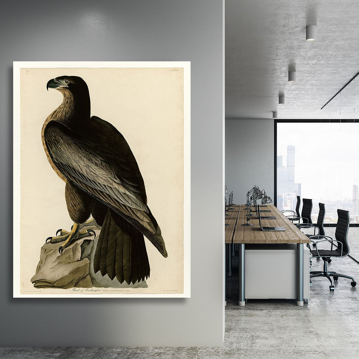 Bird of Washington by Audubon Canvas Print or Poster