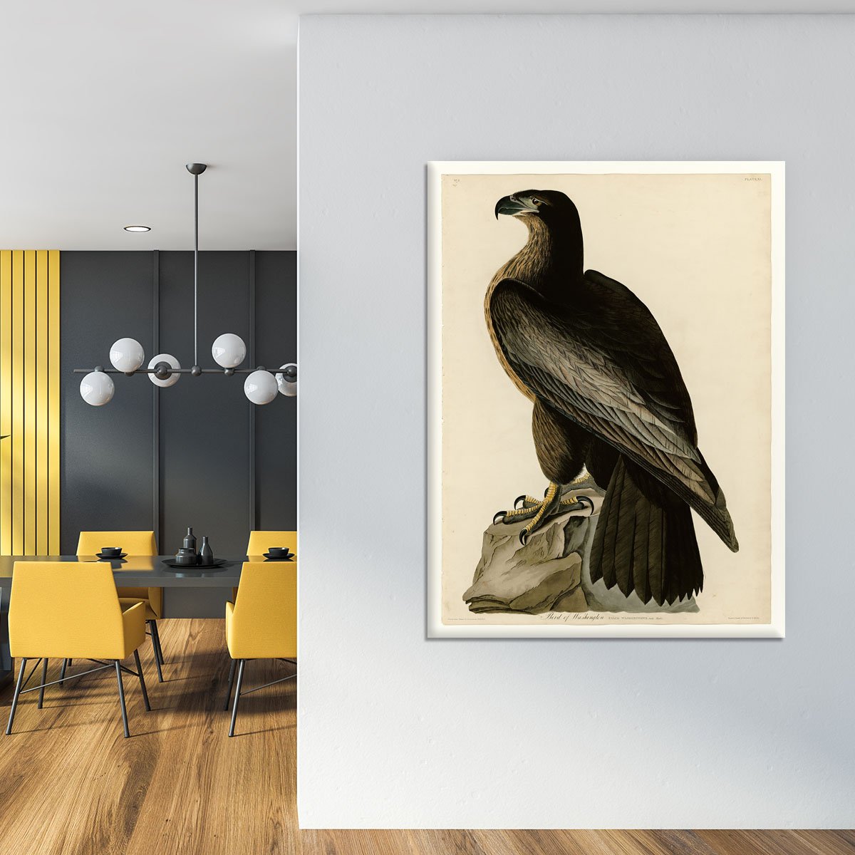 Bird of Washington by Audubon Canvas Print or Poster