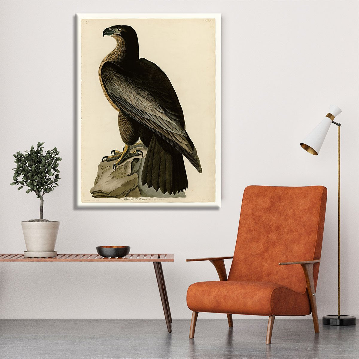 Bird of Washington by Audubon Canvas Print or Poster