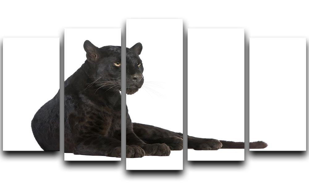 Black Leopard 6 years 5 Split Panel Canvas - Canvas Art Rocks - 1