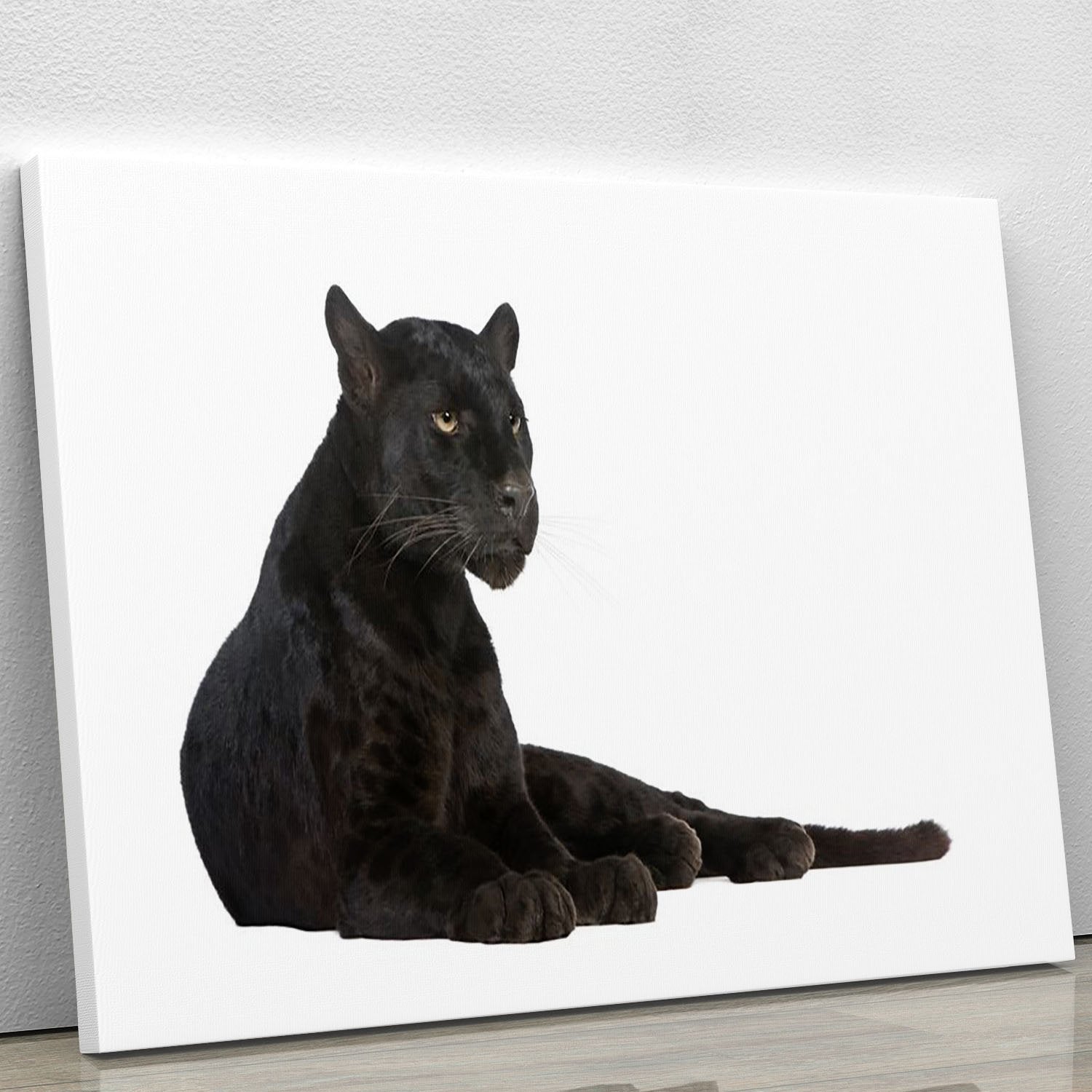 Black Leopard 6 years Canvas Print or Poster