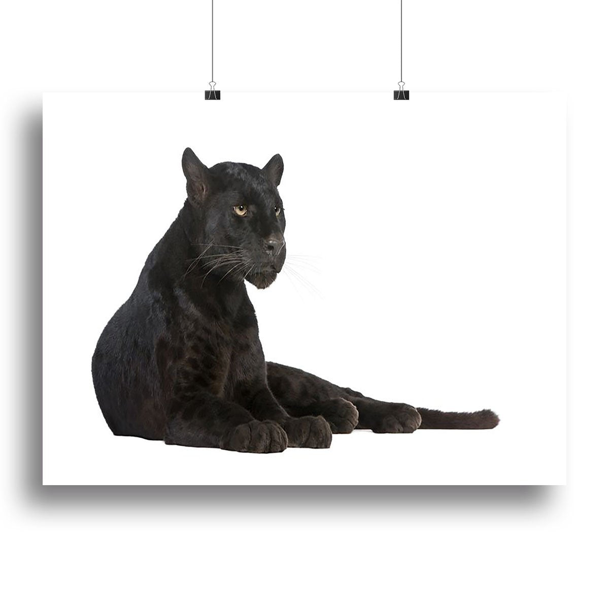 Black Leopard 6 years Canvas Print or Poster