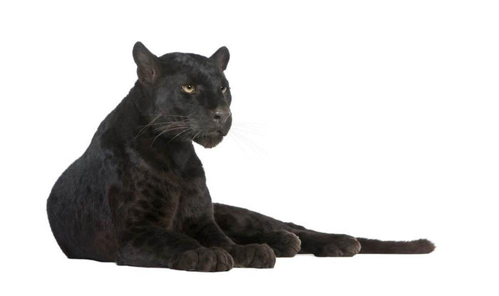 Black Leopard 6 years Wall Mural Wallpaper