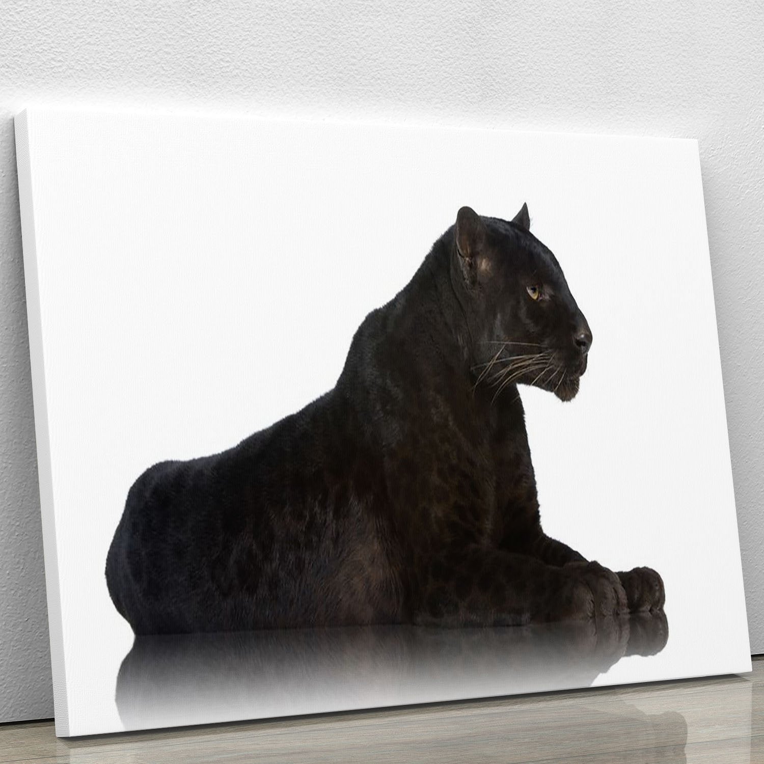 Black Leopard 6 years in front of a white background Canvas Print or Poster