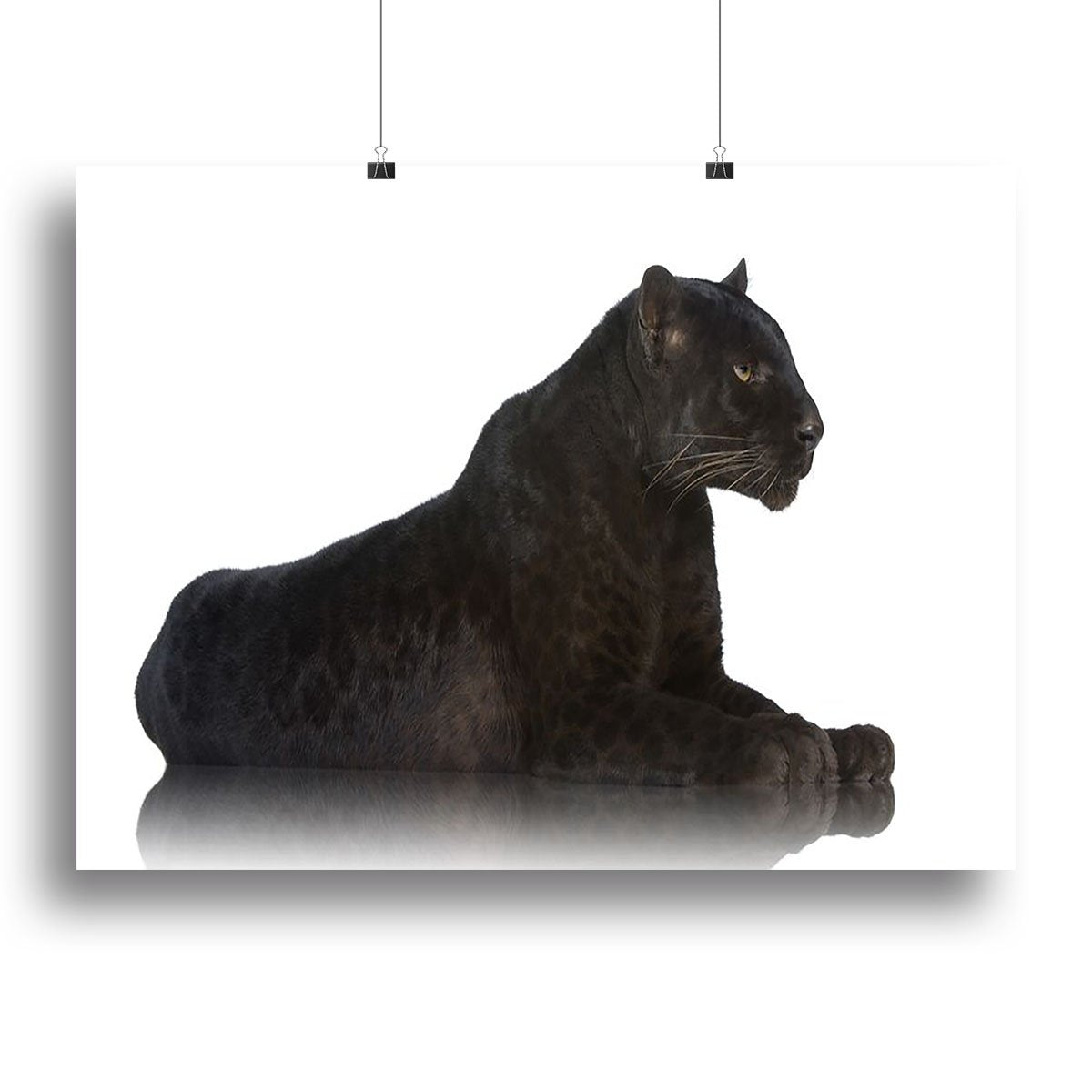 Black Leopard 6 years in front of a white background Canvas Print or Poster