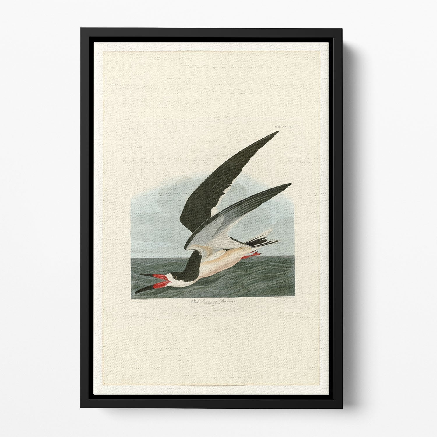 Black Skimmer by Audubon Floating Framed Canvas