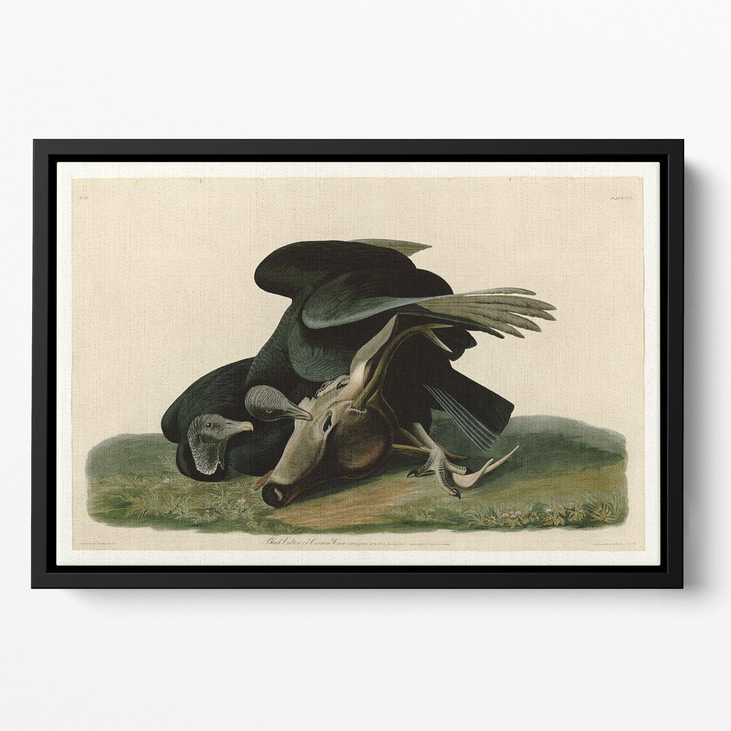 Black Vulture by Audubon Floating Framed Canvas