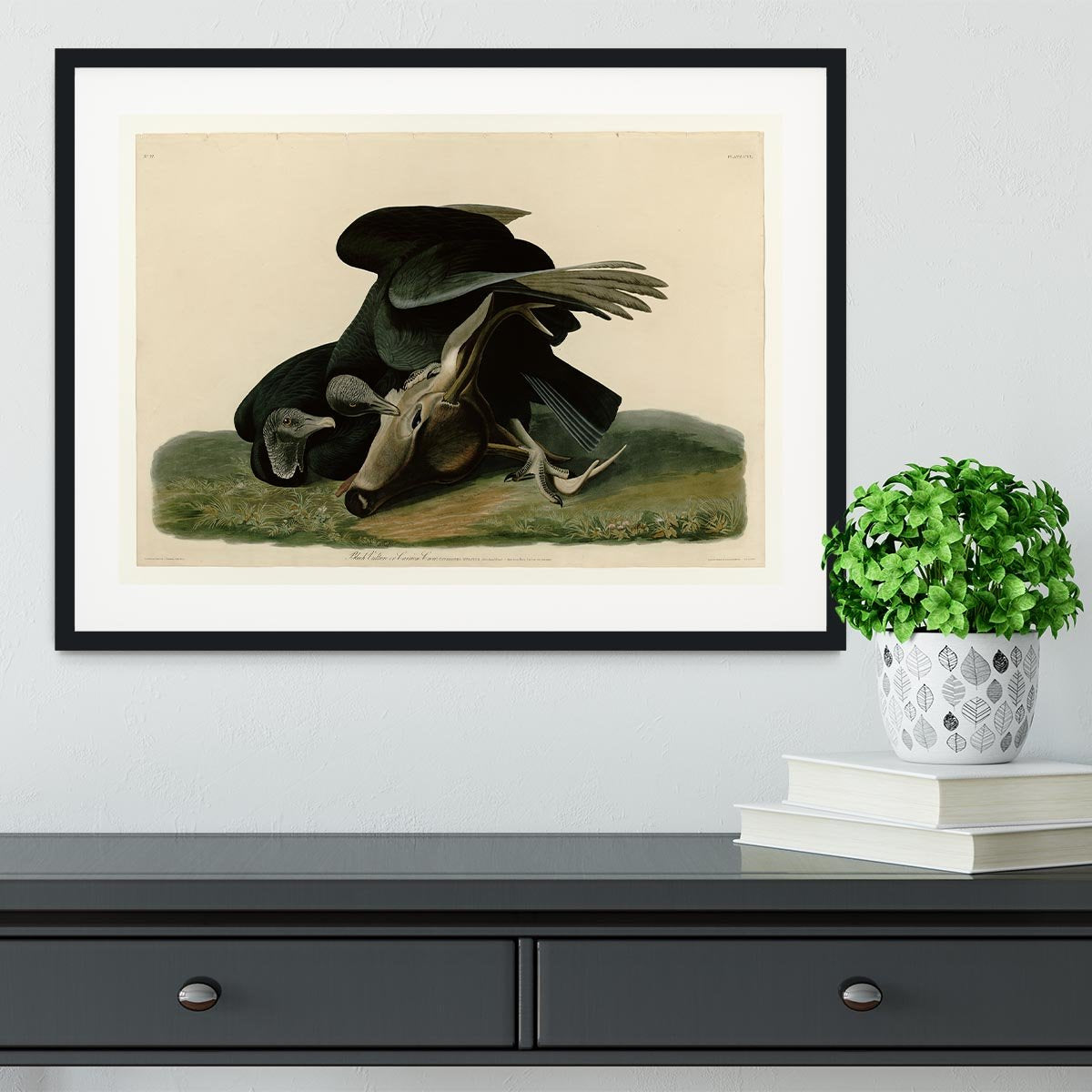 Black Vulture by Audubon Framed Print - Canvas Art Rocks - 1