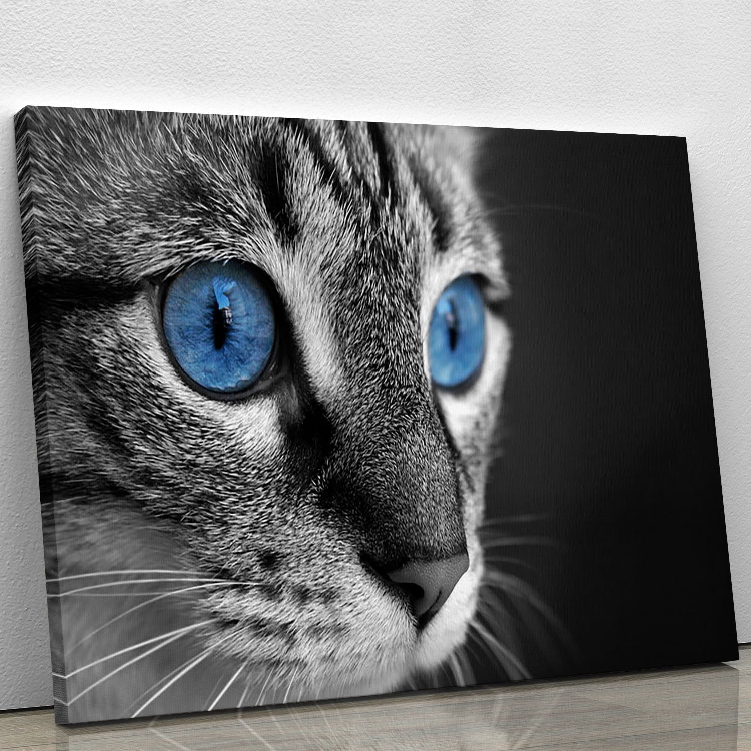 Black and white close up of cat with deep blue eyes Canvas Print or Poster
