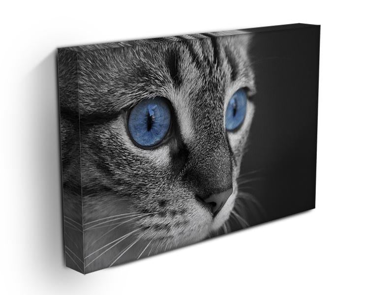 Black and white close up of cat with deep blue eyes Canvas Print or Poster - Canvas Art Rocks - 3