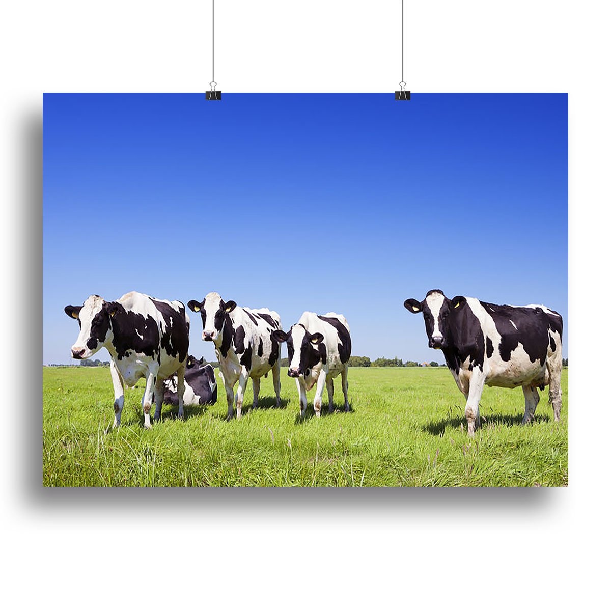 Black and white cows in a grassy field Canvas Print or Poster
