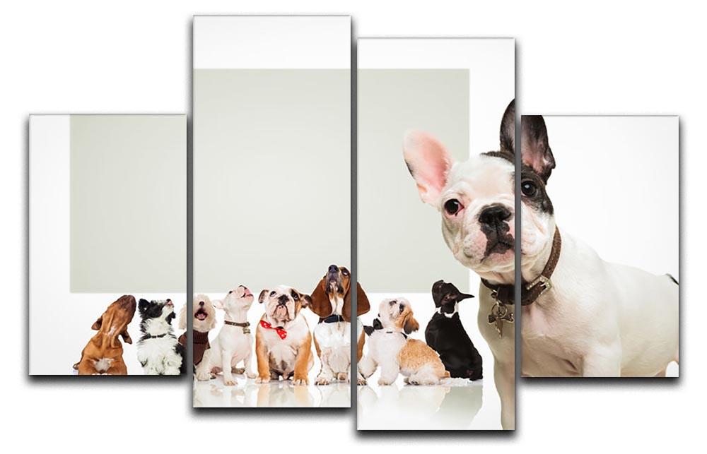 Black and white french bulldog puppy 4 Split Panel Canvas - Canvas Art Rocks - 1
