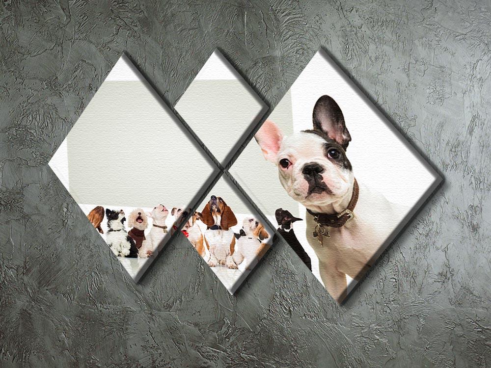 Black and white french bulldog puppy 4 Square Multi Panel Canvas - Canvas Art Rocks - 2
