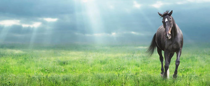 Black horse running Wall Mural Wallpaper