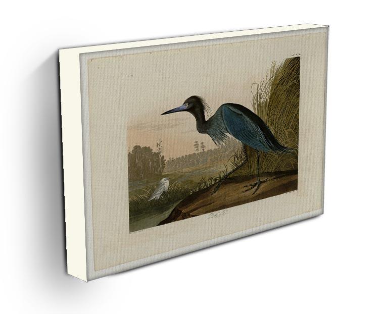 Blue Crane by Audubon Canvas Print or Poster - Canvas Art Rocks - 3