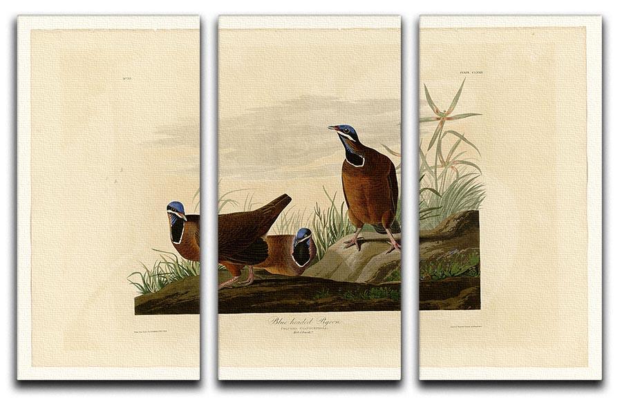Blue headed Pigeon by Audubon 3 Split Panel Canvas Print - Canvas Art Rocks - 1