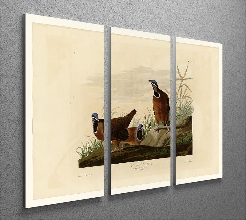 Blue headed Pigeon by Audubon 3 Split Panel Canvas Print - Canvas Art Rocks - 2