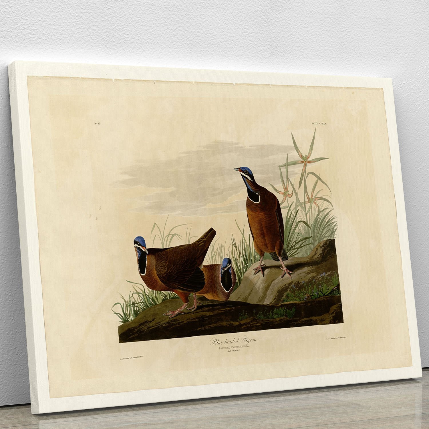 Blue headed Pigeon by Audubon Canvas Print or Poster