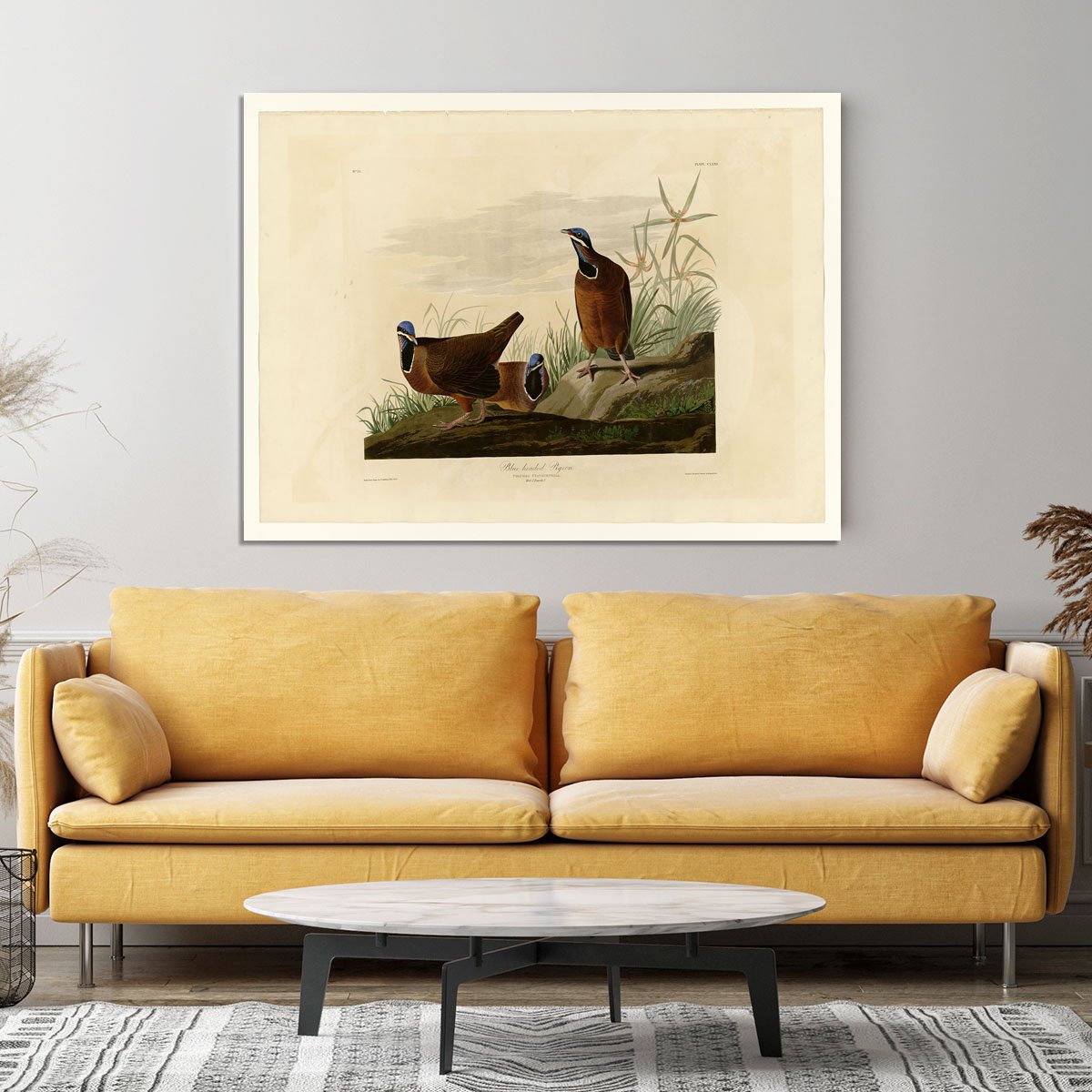 Blue headed Pigeon by Audubon Canvas Print or Poster