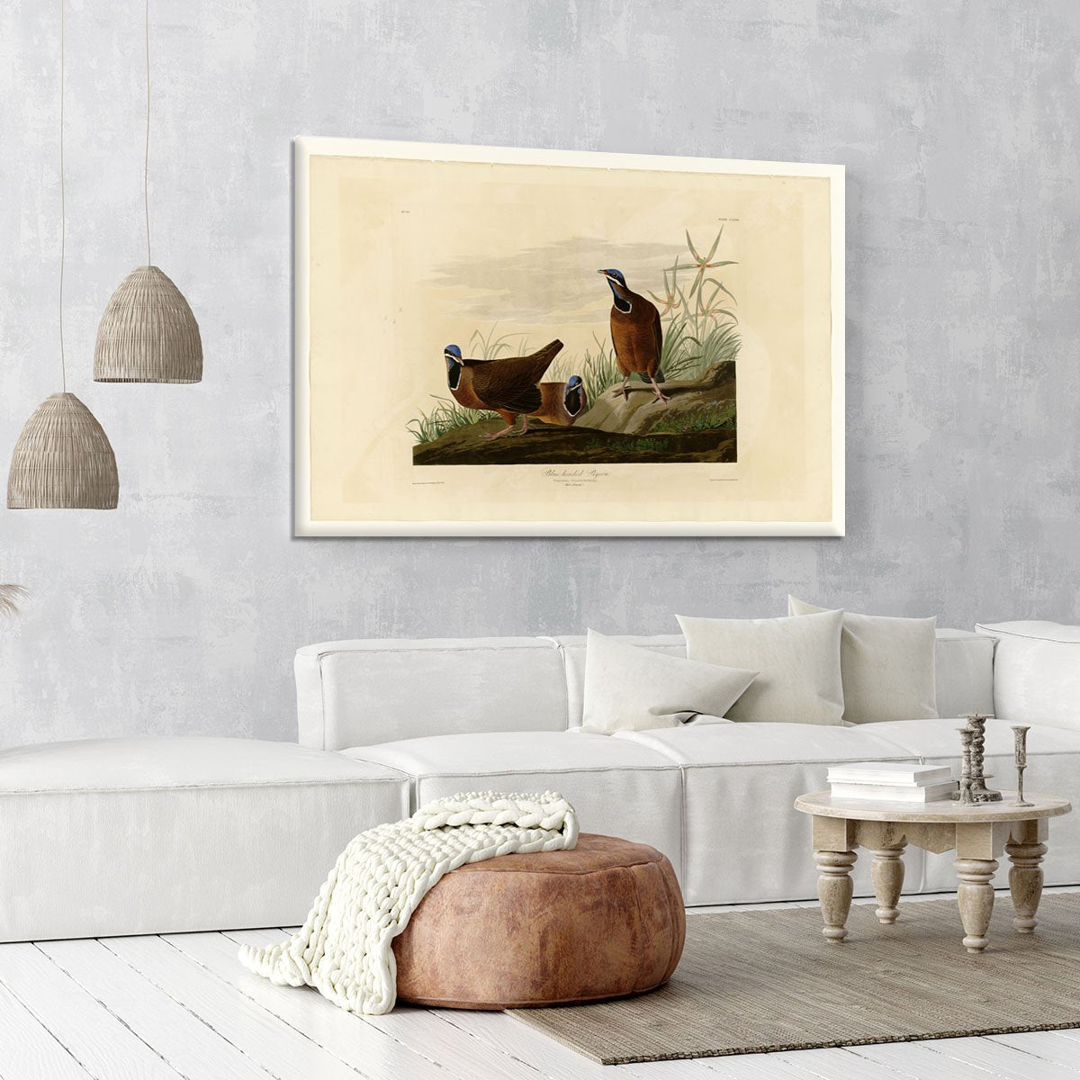 Blue headed Pigeon by Audubon Canvas Print or Poster