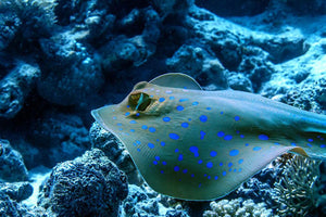 Bluespotted stingray Wall Mural Wallpaper - Canvas Art Rocks - 1
