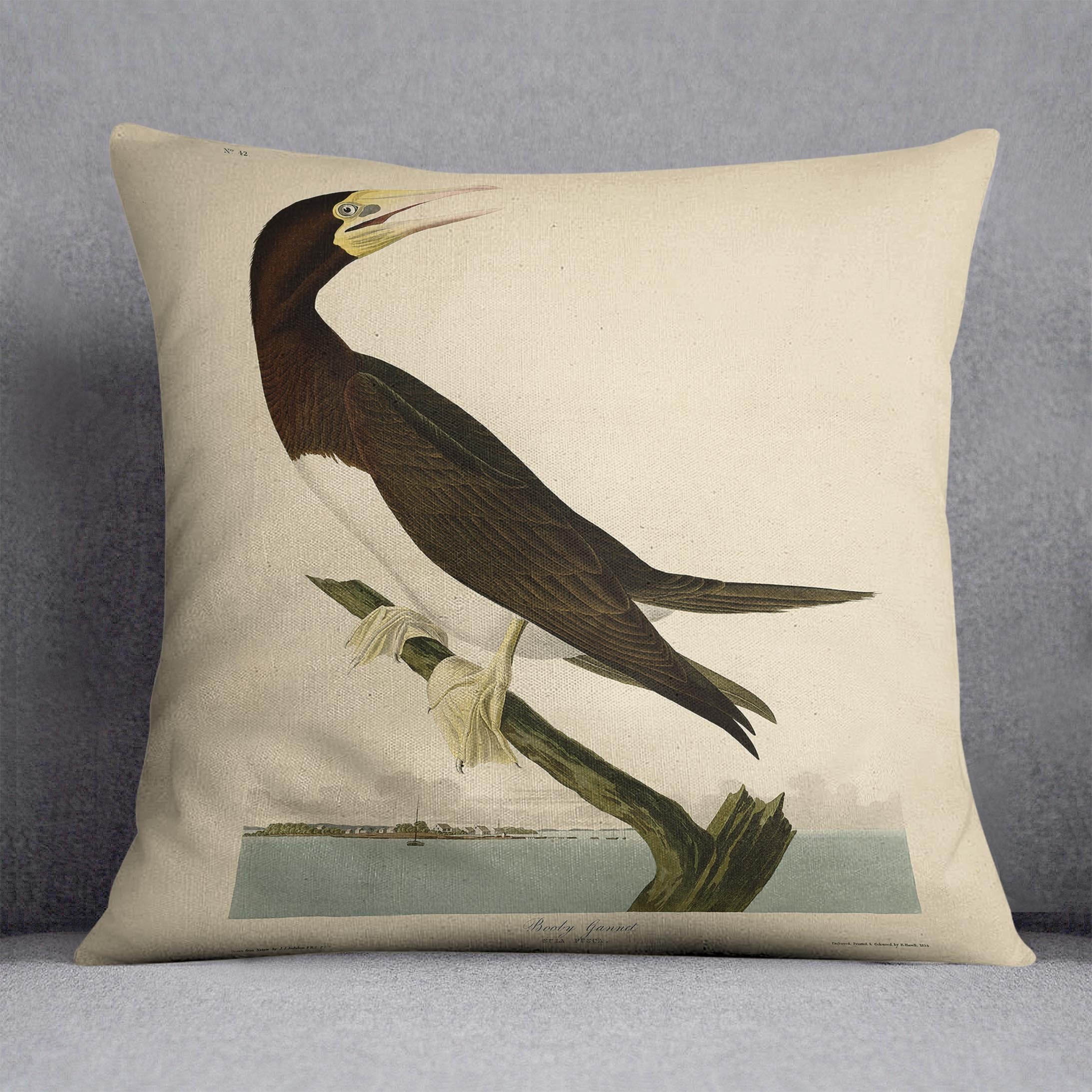 Booby Gannet by Audubon Cushion