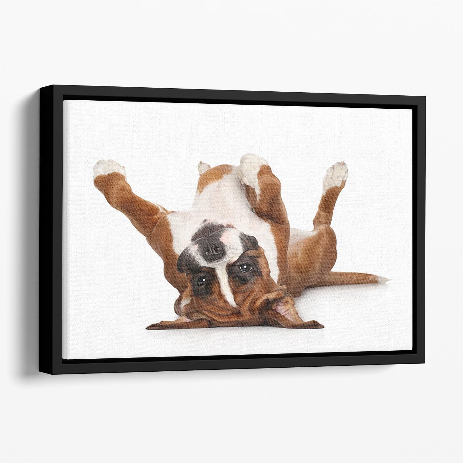 Boxer dog lying on his back Floating Framed Canvas - Canvas Art Rocks - 1