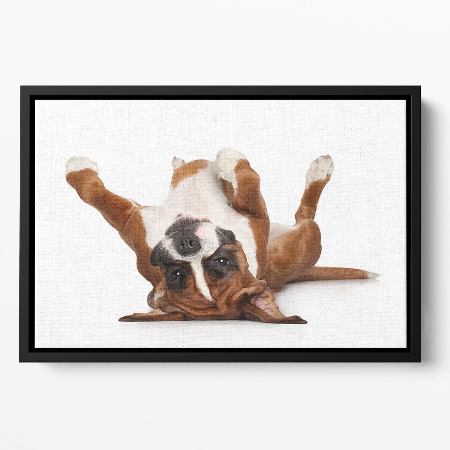 Boxer dog lying on his back Floating Framed Canvas - Canvas Art Rocks - 2