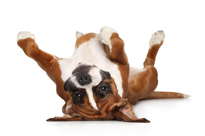 Boxer dog lying on his back Wall Mural Wallpaper