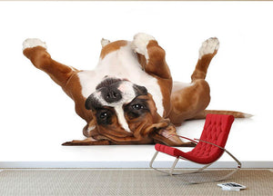 Boxer dog lying on his back Wall Mural Wallpaper - Canvas Art Rocks - 2