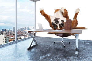 Boxer dog lying on his back Wall Mural Wallpaper - Canvas Art Rocks - 3