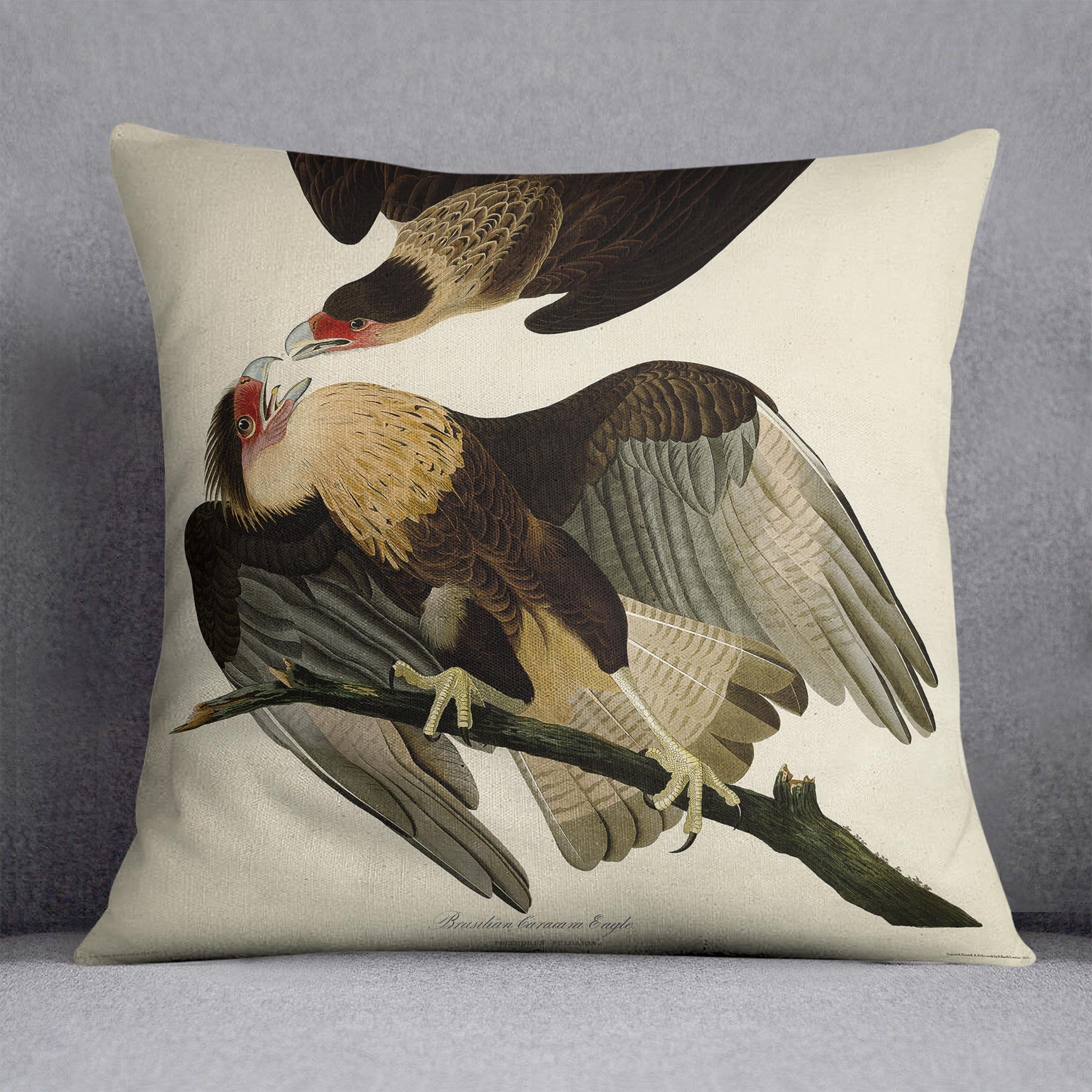 Brazilian Caracara Eagle by Audubon Cushion